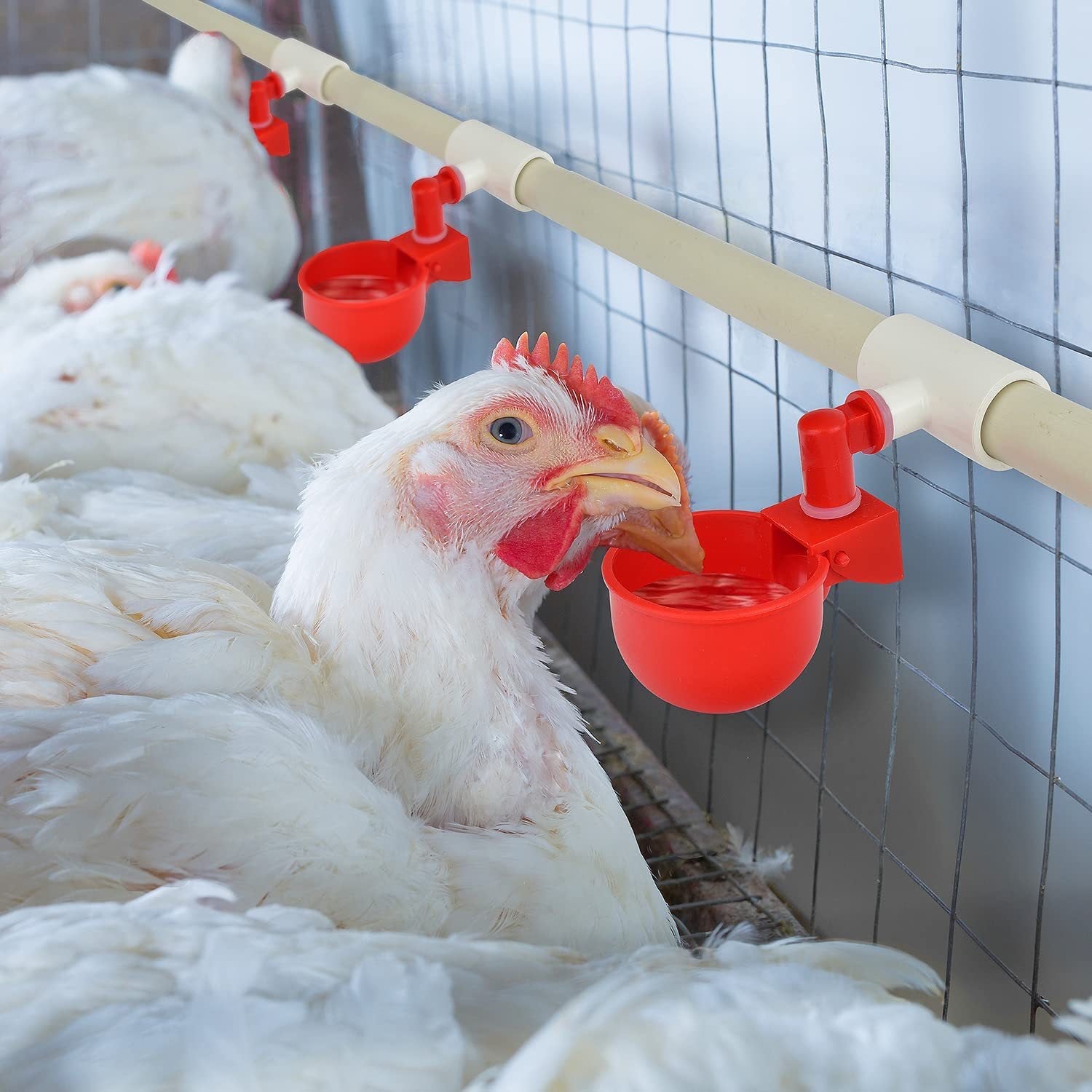 Advantages of using a self-regulating poultry water system