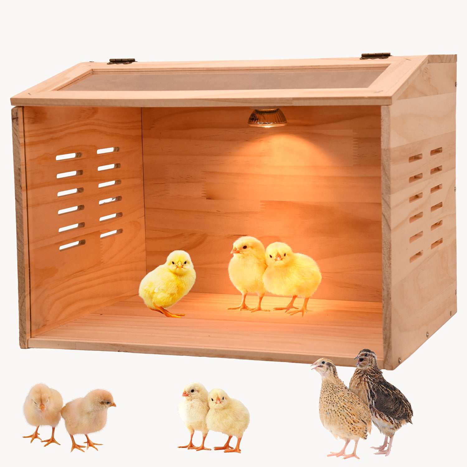 chick brooder box. 5-12 chicken brooder heater. pine wood material. poultry brooder box with heater